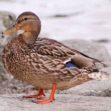 Black And White Wild Duck Species Pictures Of Mallards Mallard Duck Duck Pictures Mallard