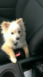 Pomeranian Black American Eskimo Dog Pin By Farrah Carlson On Dogggieee Puppies And Kitties American Eskimo Dog Mix American Eskimo Dog