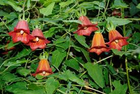 Image result for Canarina
