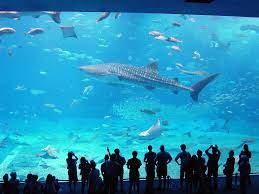 With their chic and minimalist design, a biorb aquarium makes it effortless for you to elevate any space. 10 Largest Aquariums In The World With Map Photos Touropia