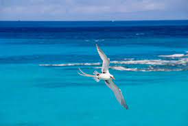 All links are carefully selected by an editorship and sorted into archives. Bermuda Inselparadies Im Nordatlantik Bermuda Inseln Net