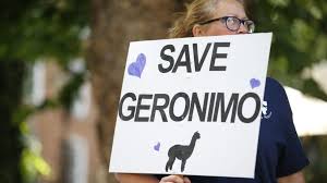 Geronimo has lived an otherwise healthy life since being imported by alpaca farmer helen macdonald from new zealand in 2017, testing negative for bovine tuberculosis before making the journey, the. 6dkpatr0q Z2sm