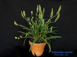 Image result for Polystachya