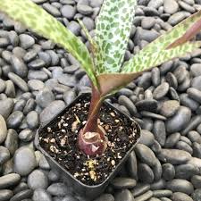 Image result for Ledebouria cordifolia