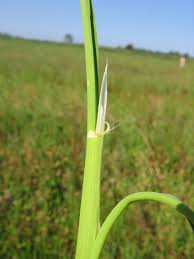 Image result for Oryza