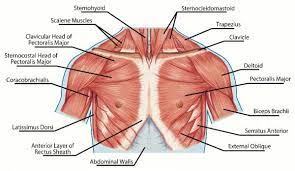 Each muscle of the shoulder assists with specific movements. I Ve Jacked Up My Shoulder What Did I Damage And What Do I Do Now Breaking Muscle