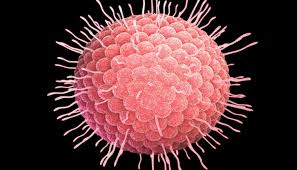 Varicella, also commonly referred to as chickenpox, is an acute and highly contagious disease. The Varicella Zoster Virus Dimensions Of Dental Hygiene