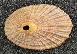 Fam Fissurellidae Cayenne Keyhole Limpet Lamarck 1822 Scientific Name Diodora Cayenensis Is A Species Of Small To Medium Sea Shells Shells Snail Shell