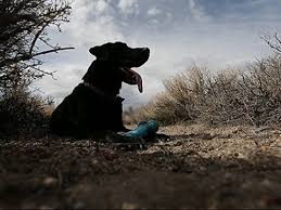 A dog trained to use its sense of smell to locate remains, usually human. Cadaver Dog Sniffs Out Human Remains Youtube