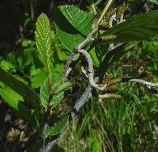 Image result for Alectra glandulosa