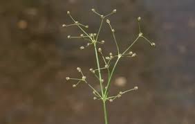 Image result for Fimbristylis