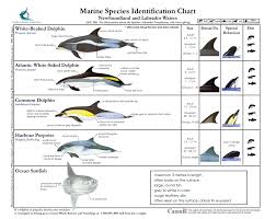 Marine Species Identification Chart Common Dolphin Sea