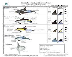 marine species identification chart common dolphin sea