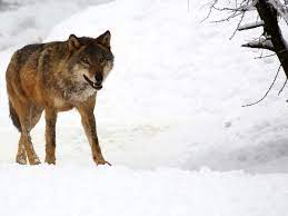 Find another word for wolf. Landsberg Der Wolf Ist Ein Wolf Landsberg