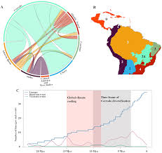 Image result for Sphedamnocarpus angolensis