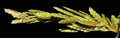 Image result for Cyperus renschii