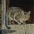Barnyard Movie Cat