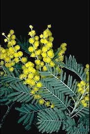 Image result for Acacia dealbata