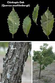 A true texas native, the chinquapin oak is a worthy addition to consider for any property or landscape. 21 Different Types Of Oak Trees With Names Their Uses And Pictures