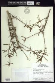 Image result for Aeschynomene bullockii
