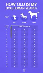 Learn How Old Is Your Dog In Human Years Dog Years To Human