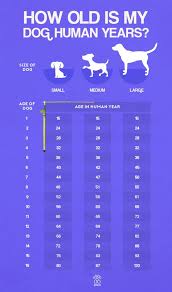 learn how old is your dog in human years dog years to human