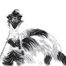Black And White Framed Prints Australia Emu Black And White Black And White Australian Native Birds Bird Art