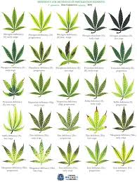 nutrient knowledge marijuana plant nutrient deficiency