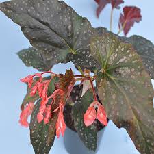 Image result for Begonia ciliobracteata