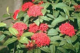 How To Care For An Ixora Plant Plants Trees To Plant Butterfly Garden Plants
