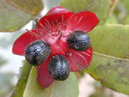 Image result for Ochna