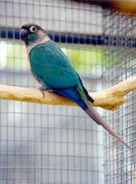 6 Green Cheek Conure Mutations Green Cheek Conure