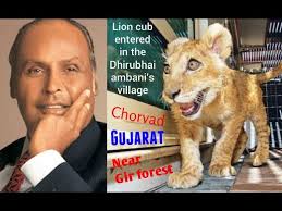 धीरूभाई अंबानी के गांव में घुसा शेर शावक Lion cub entered in the Dhirubhai  ambani's village