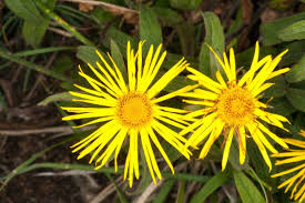 Image result for Pentanema indicum