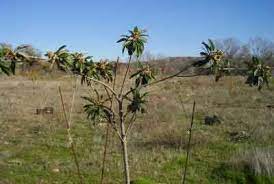 Maybe you would like to learn more about one of these? Pruning Loquat Tree How And When To Prune Loquat