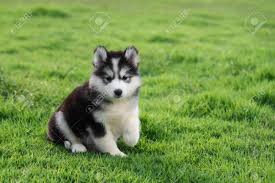 Is a husky puppy a good fit for you? Cute Siberian Husky Puppy On Grass Stock Photo Picture And Royalty Free Image Image 148549499