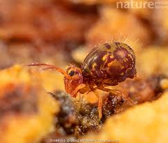 Image result for Globimetula kivuensis