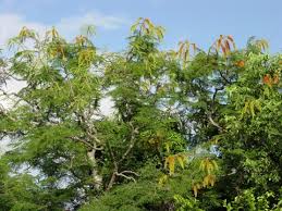 Image result for Colvillea