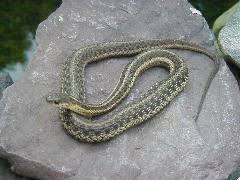 While they may inspire a certain uneasiness, garden snakes can actually be a gardener's best friend. Garter Snake Facts For Kids