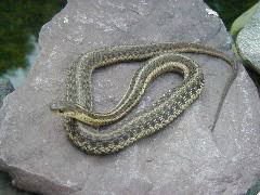 This is really really late comment but though it is true that pinning a snake behind the head is the best way to carry a. Garter Snake Simple English Wikipedia The Free Encyclopedia