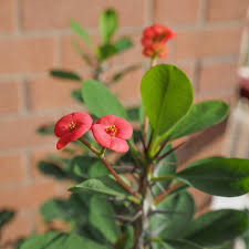 Image result for Euphorbia lissosperma