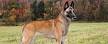 Malinois dog - Wikipedia