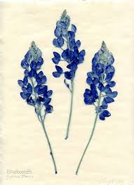 Bluebonnet Art Google Search With Images Bluebonnet Tattoo Inspirational Tattoos Blue Bonnets