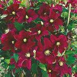 Durchwachsene Silphie Die Andere Art Sonnenblume Fur Sonnige Standorte Stauden Pflanzen Pflanzgut Im Gartenversandhau Stauden Pflanzen Pflanzen Stauden