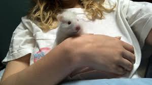We did not find results for: Long Haired Syrian Hamster For Sale Male Live Small Pets Petsmart