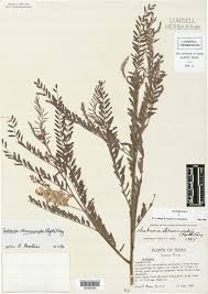 Image result for Zornia pratensis