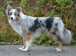 Australian Shepherd Border Collie Black And Brown Slate Merle White And Gold Tan Border Collie Diluted Tricolor Merle Dog Blue Diluted Black Collie Caes De Caca Caes