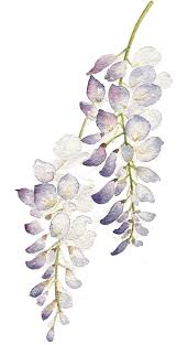 Use it in your personal projects or share it as a cool sticker on whatsapp, tik tok, instagram, facebook messenger, wechat, twitter or in other messaging apps. Download Graphic Flowers Watercolour Painting Purple Flower Watercolor Purple Flowers Png Full Size Png Image Pngkit
