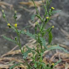 Image result for Senecio consanguineus