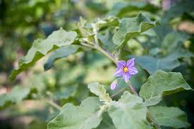 ナス 茄子 の種類や花の特徴 開花時期や旬の季節は Horti ホルティ By Greensnap